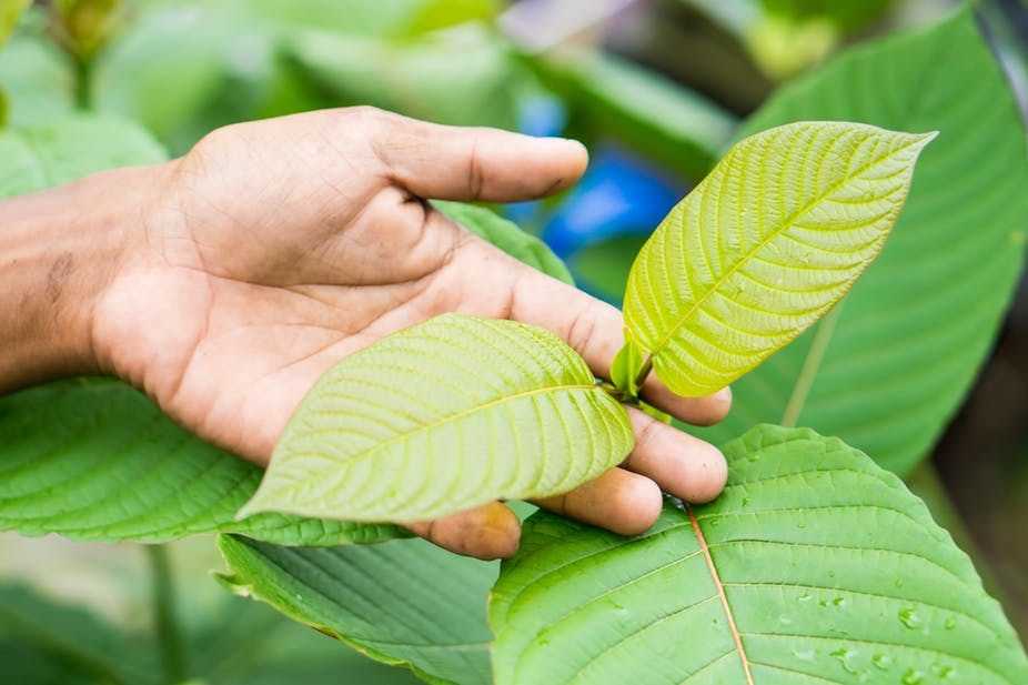 Great Ideas of Kratom Usages: The Best Ones