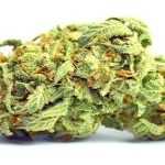 Your Go-to Guide for Safe and Legal Weed Delivery in Citrus Heights
