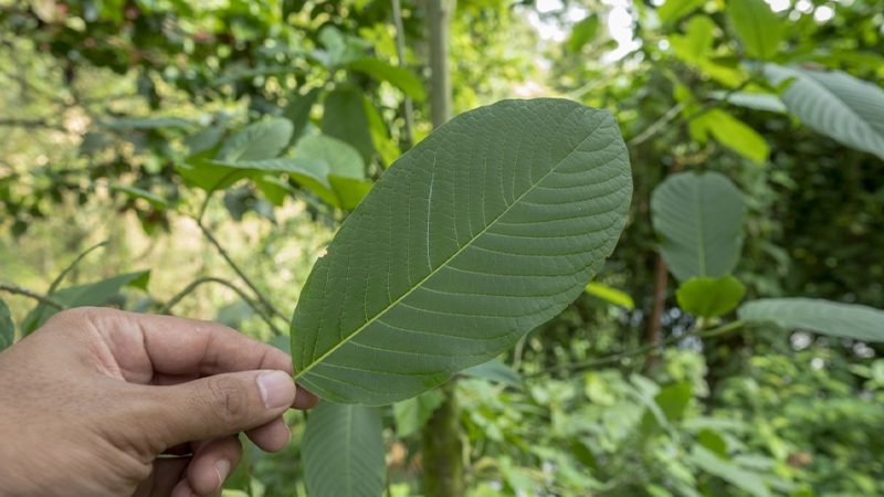 How to incorporate kratom into your daily routine for improved energy levels?