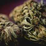 THC Flower