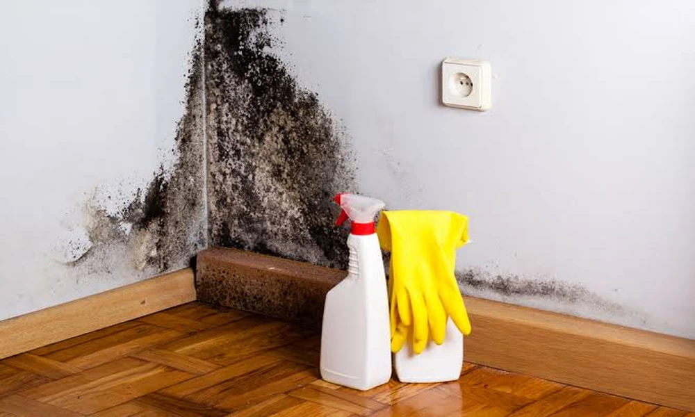 Mold Toxicity in Dallas: What It Is and How a Doctor Diagnoses
